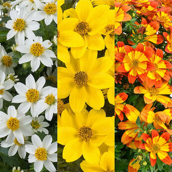 FloraSet Bidens