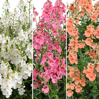 FloraSet Diascia 2026