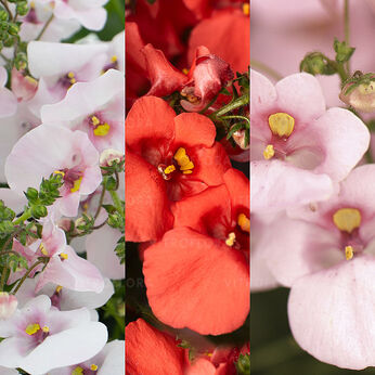FloraSet Flying Colors