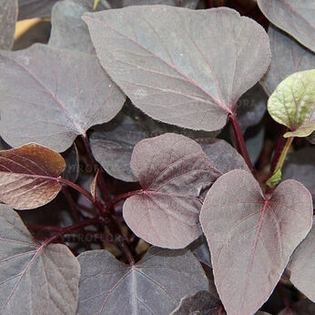 Red Round Leave