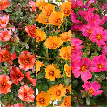 FloraSet Portulaca Mega Pazzaz 2