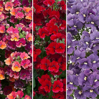 FloraSet Nemesia