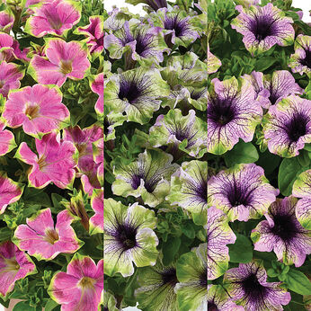 FloraSet Amazonas