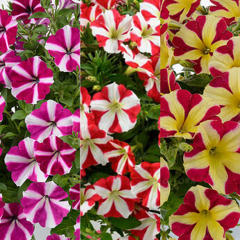 FloraSet Amore