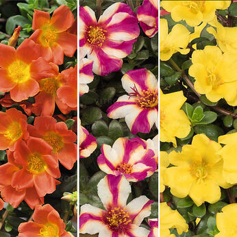 FloraSet Portulaca Cupcake