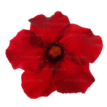 Sundaville® Classic Carmine XXL