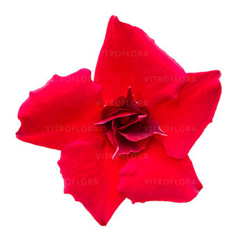 Sundaville® Double Red