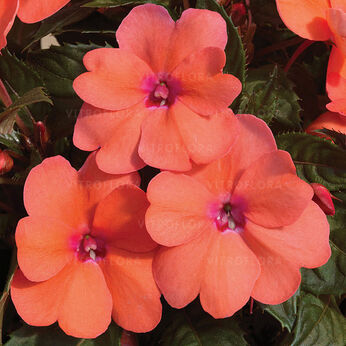 SunPatiens® Coral Pink