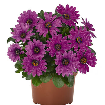 Margarita Dark Lilac