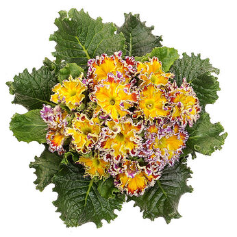 Hethor Coco Orange Gelb