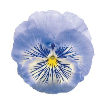 Inspire® Plus Marina Lavender