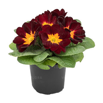 München Bloody Mary (Megan)