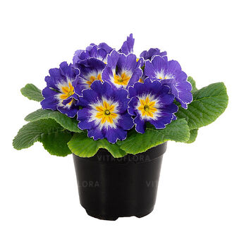 Paradiso Mid Blue Bicolor