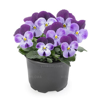 Petit Lilac Purple Wing