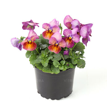 Petit Plum Antique Impr.