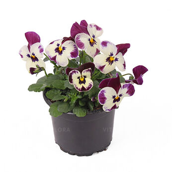 Petit Victoriana Blotch