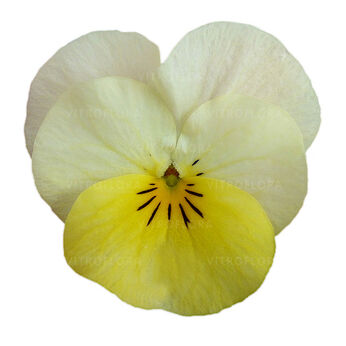 Cornet Yellow Beacon