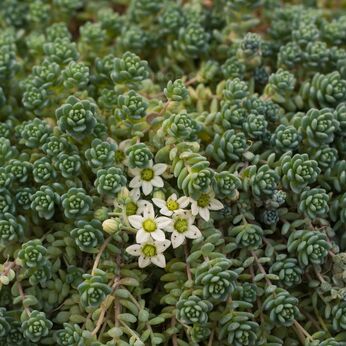 Sedum dasyphyllum