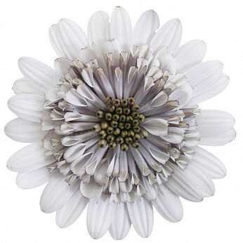 Senorita Double White