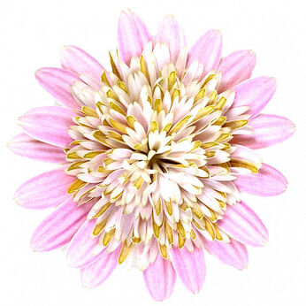 Senorita Double Lovely Pink