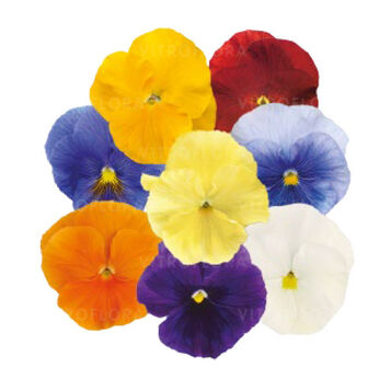 Inspire® Plus Clear Mix