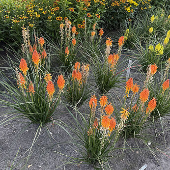 KNIPHOFIA MEDIUM ORANGE 2023-02