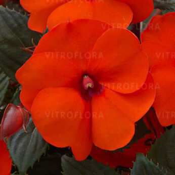 SunPatiens® Hot Coral