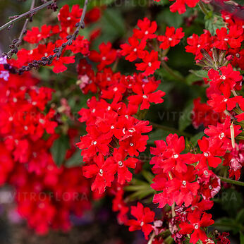 Verbena peruviana