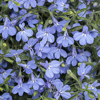 Laguna Light Blue