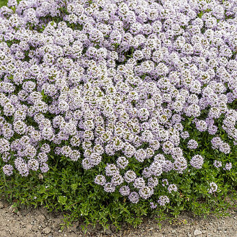 Thymus longicaulis