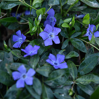 Vinca minor