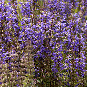 Salvia jurisicii