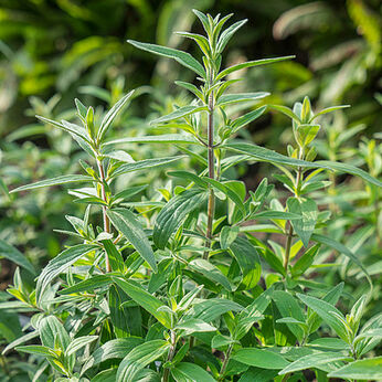 Pycnanthemum pilosum