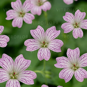 Geranium versicolor