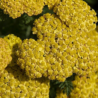 Skysail Yellow