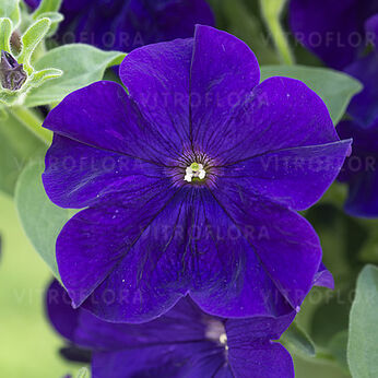 Fanfare Dark Blue