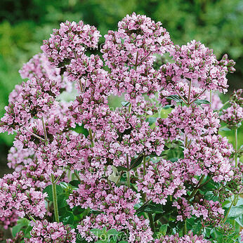 Origanum vulgare