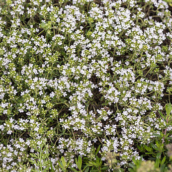 Albiflorus