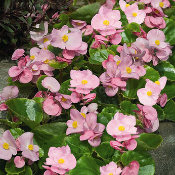 Milet Olympia Pink