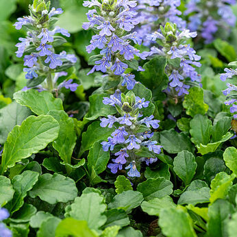 Ajuga reptans