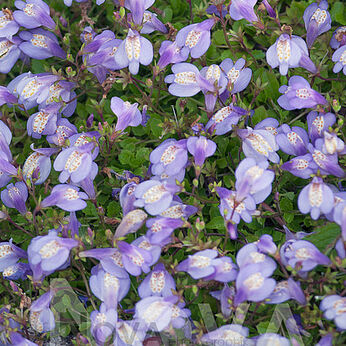 Mazus reptans