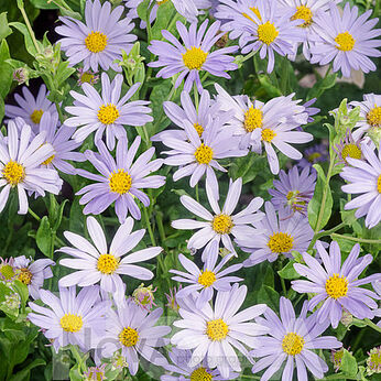 Blue Star