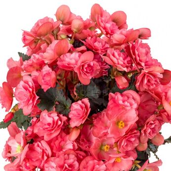 Chloe Coral Pink
