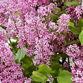 Flowerfesta Pink