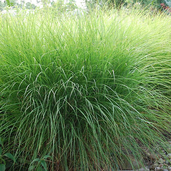 Miscanthus sinensis