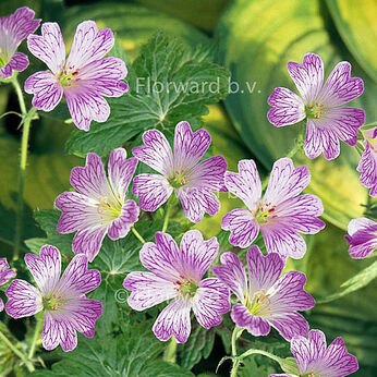 Geranium versicolor
