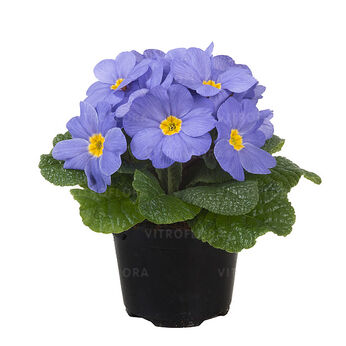 Paradiso Mid Light Blue