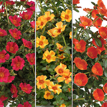FloraSet Portulaca Mega Pazzaz 1