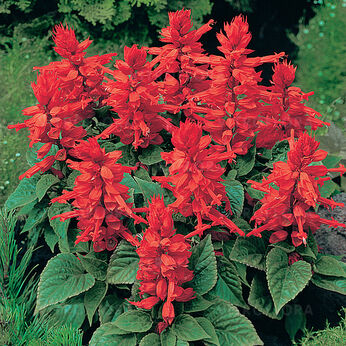 Vista Red