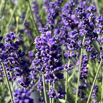 Hidcote